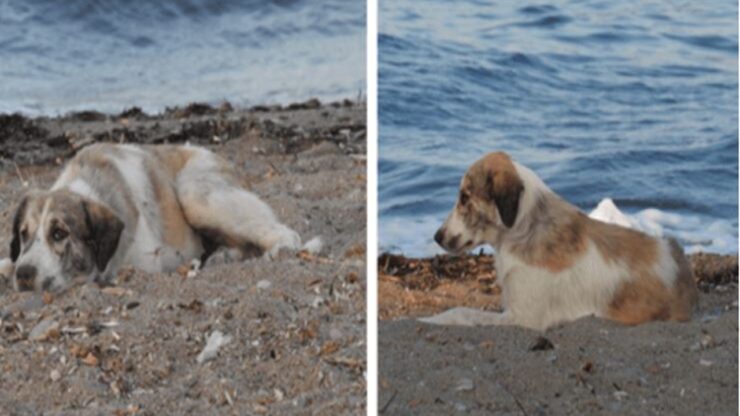 cane sulla spiaggia riposo