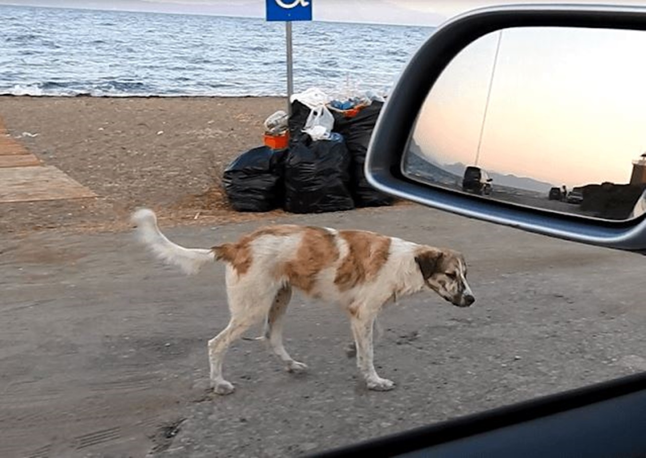 cane sulla spiaggia macchina