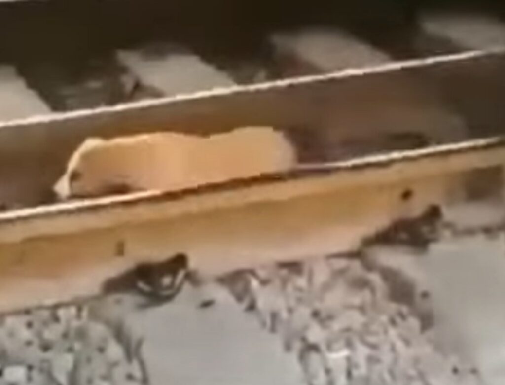 Cane disperso sul treno
