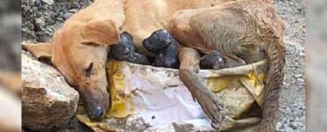 cane trovato cuccioli