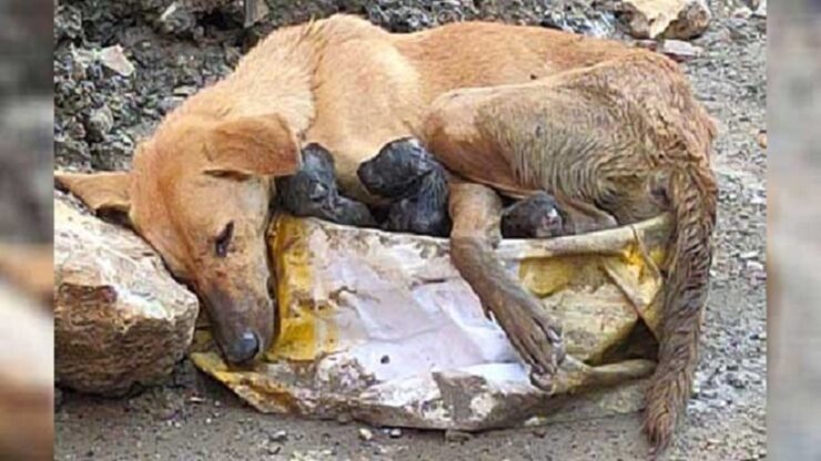 cane trovato cuccioli