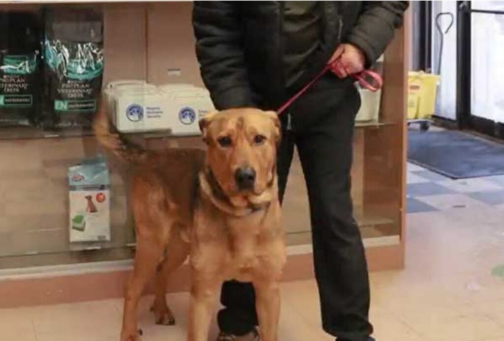 Cane si rifiuta di lasciare i volontari del rifugio