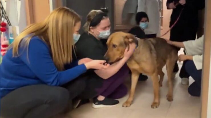 Cane si rifiuta di lasciare i volontari del rifugio