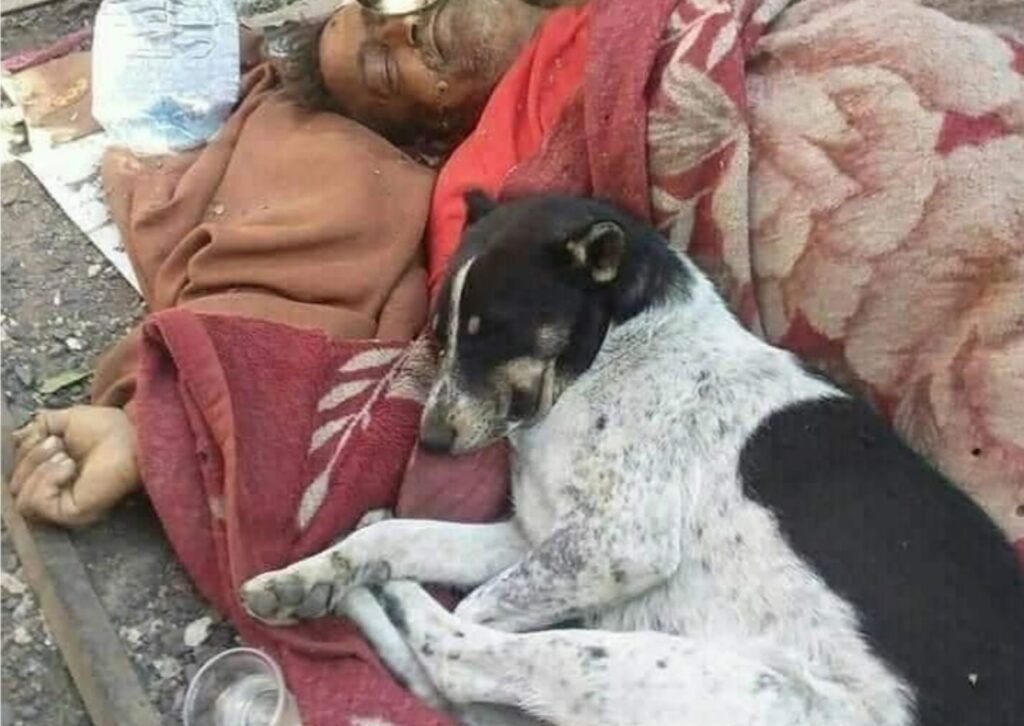 Cani vegliano su un senzatetto
