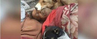 Cani vegliano su un senzatetto