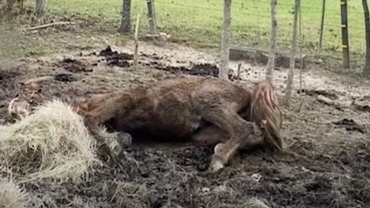 cavallo lasciato fango