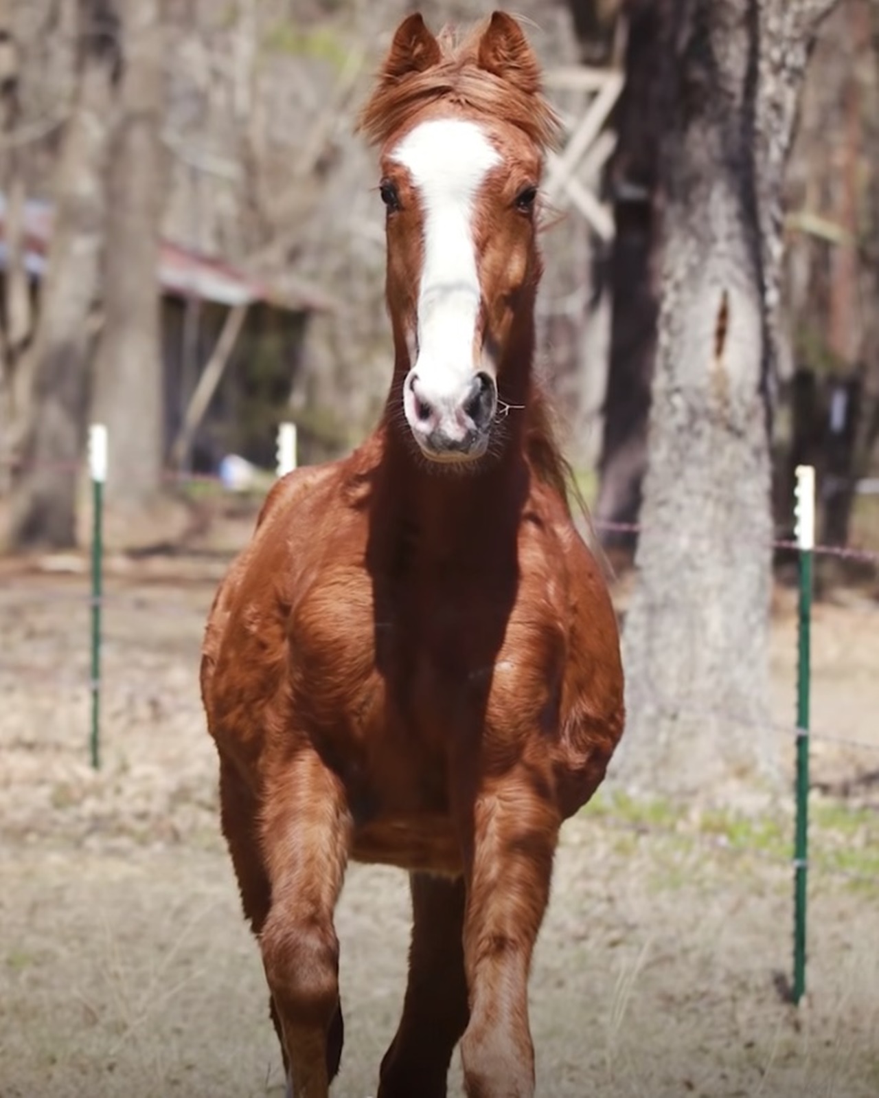 cavallo lasciato ripresa