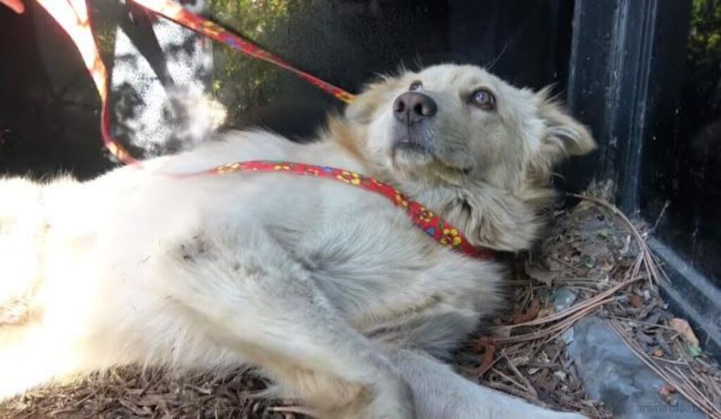 cane colpito alla pancia e salvato