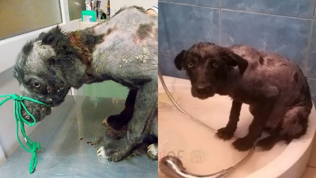 cane salvato in condizioni terribili