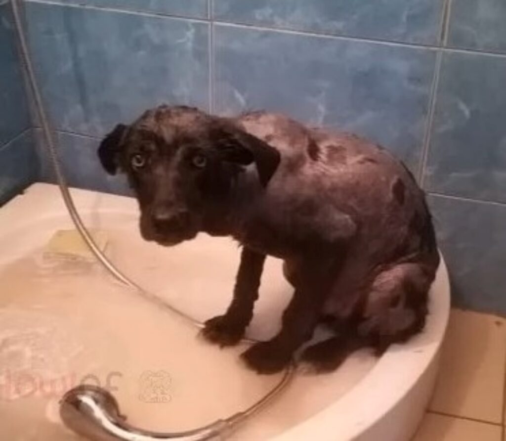 cane abbandonato viene lavato
