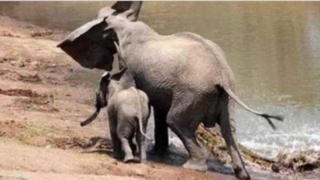 cucciolo di elefante salva la mamma