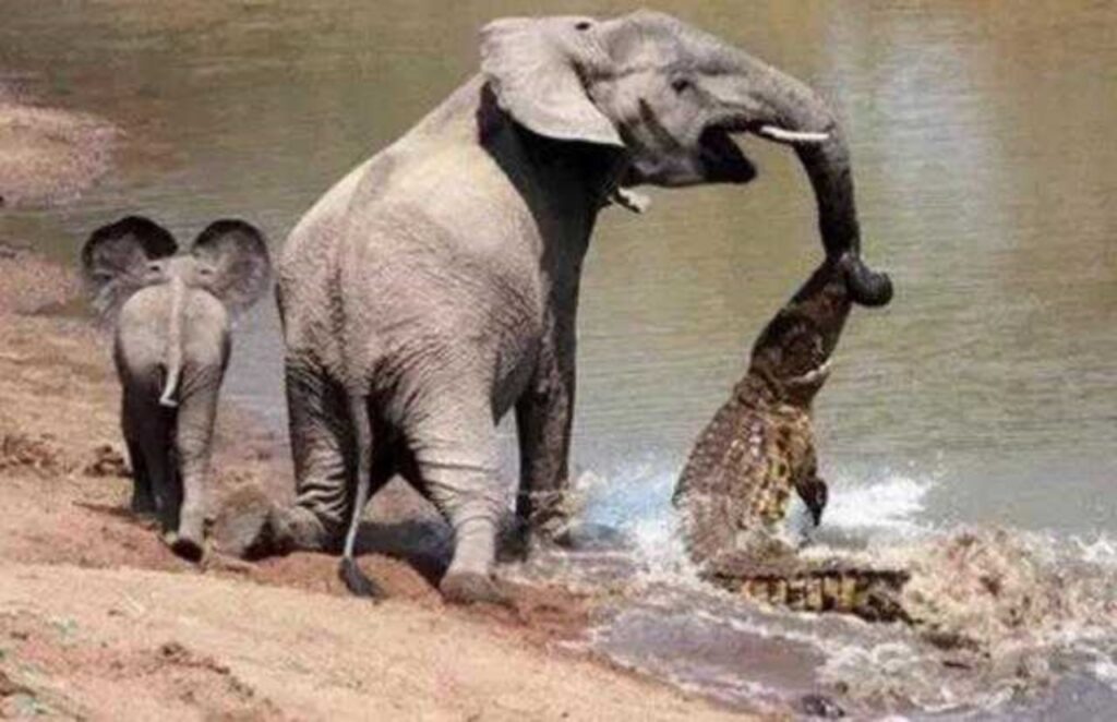 cucciolo di elefante salva la mamma