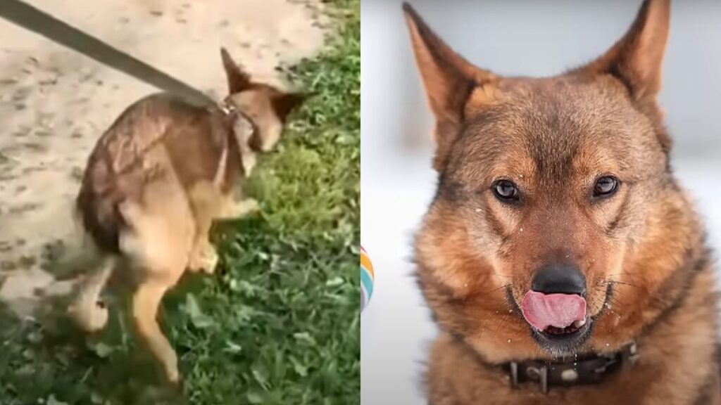 cane con deformità fisica