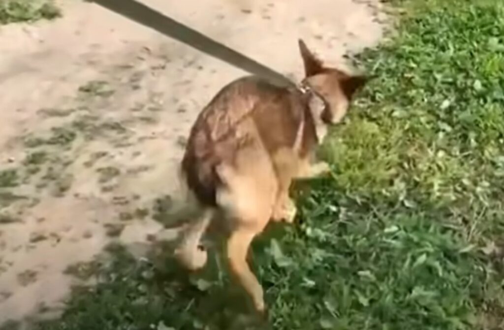 cane con deformità fisica