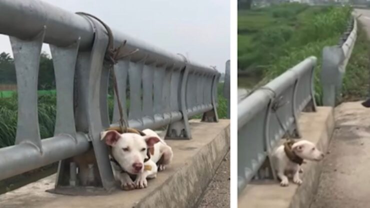 Il destino di questo cagnolone è stato salvato