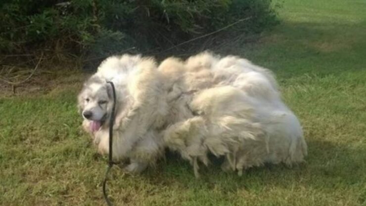 cane intrappolato nel fienile