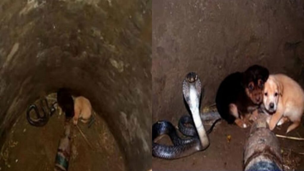 due cuccioli cadono dentro la fossa di un cobra
