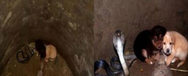 due cuccioli cadono dentro la fossa di un cobra