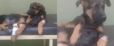 cane coccola il fratello ammalato