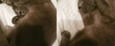 gatto