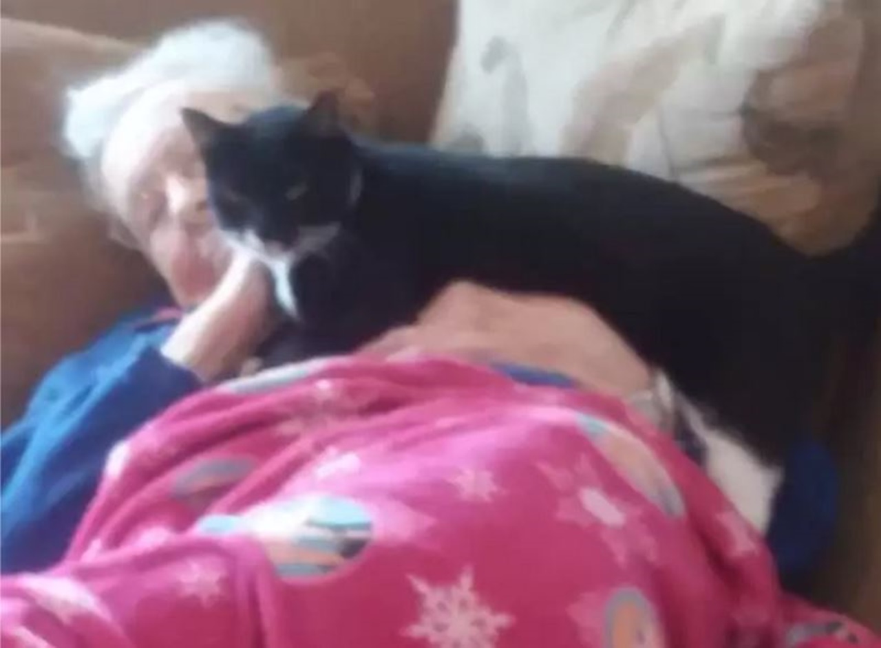 gatto affranto nonna