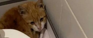 gatto spaventato