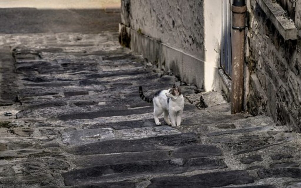 gatto bianco e grigio