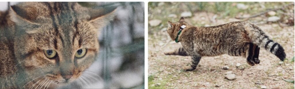 Il gatto-volpe della Corsica e la sua storia