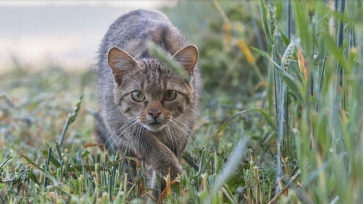 Il gatto-volpe della Corsica e la sua storia