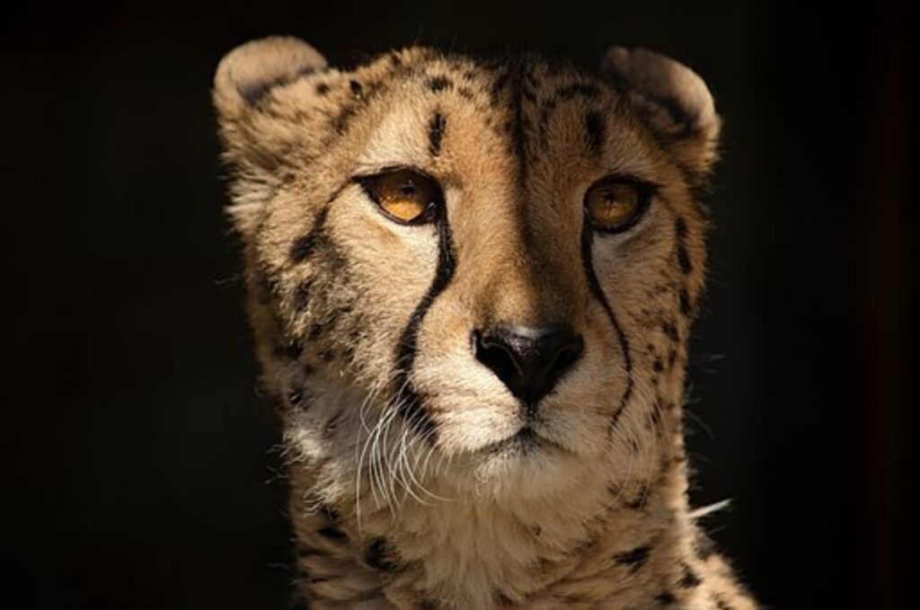 ghepardo che osserva