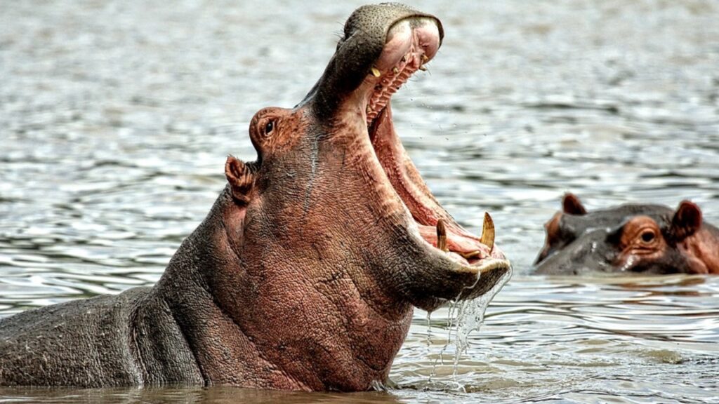 denti dell'ippopotamo