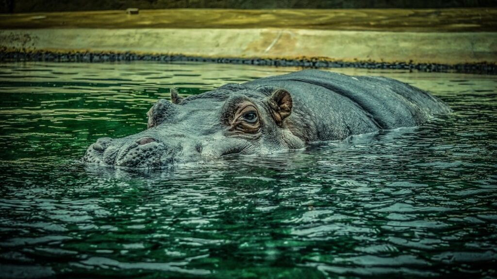 ippopotamo in acqua