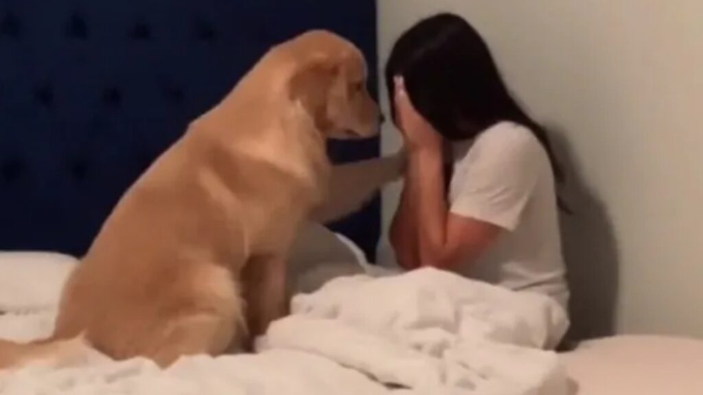 cane consola la padrona