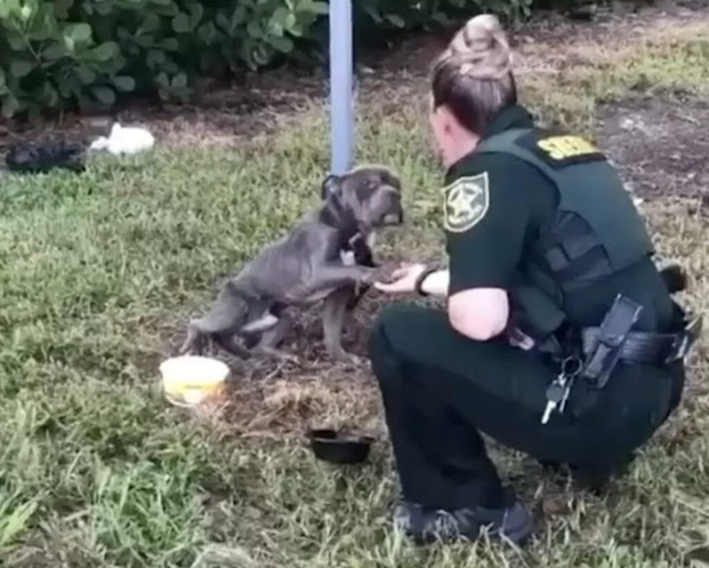 cane legato ad un palo