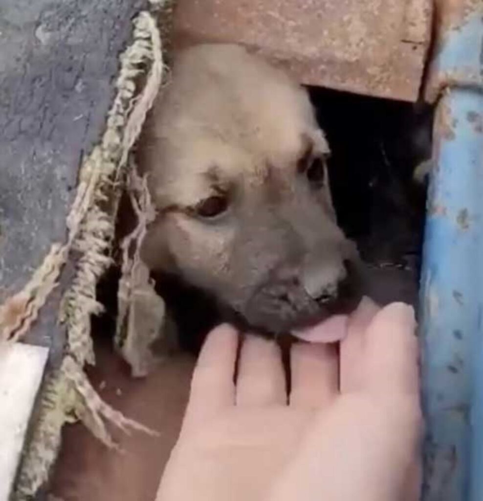 cane tra le macerie