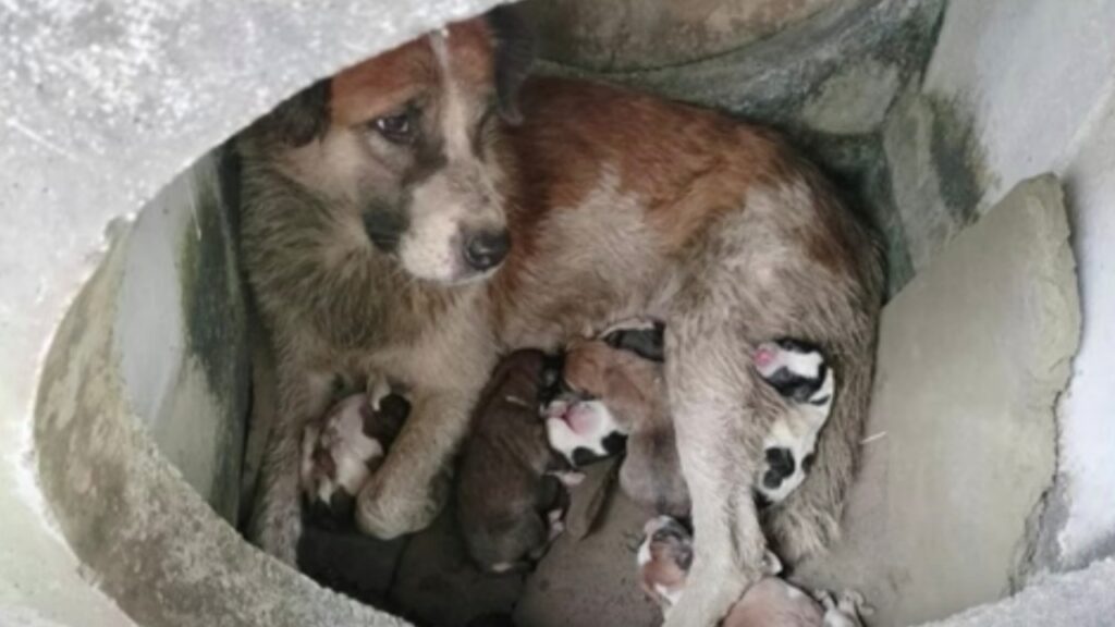 Appena partorì la mamma cane si ammalò