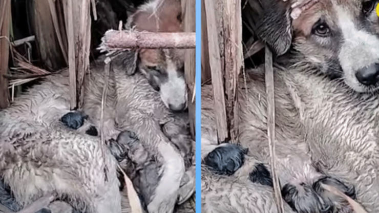 Mamma cane lotta con tutte le sue forze per i suoi cuccioli