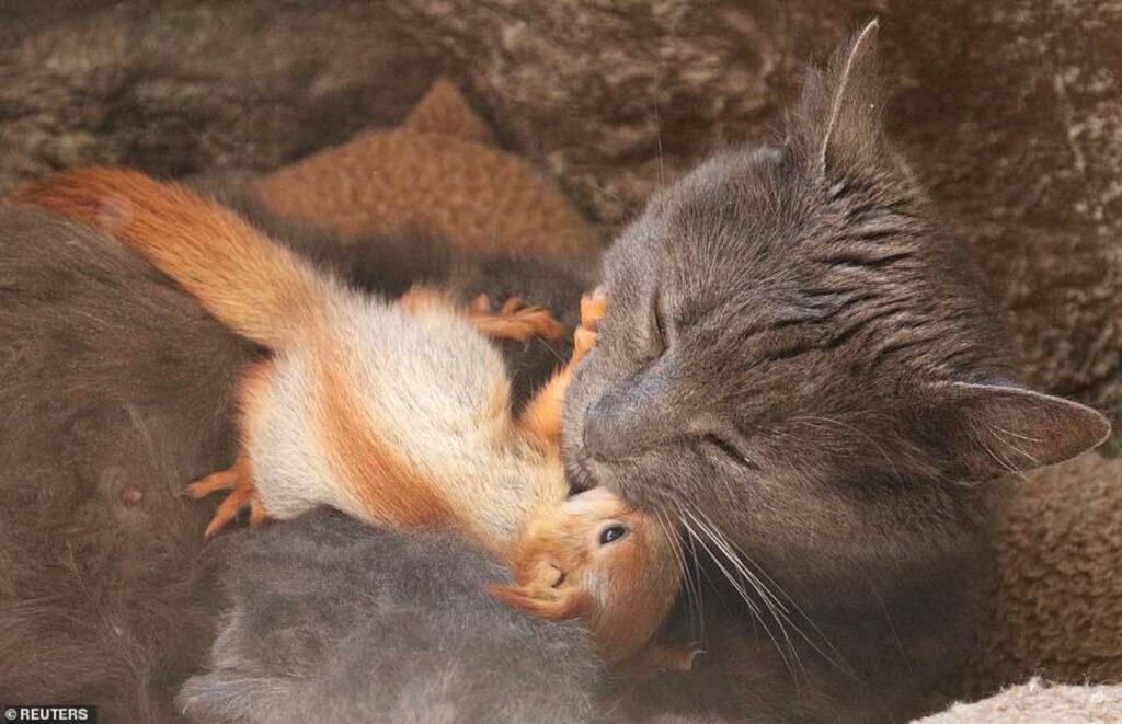 mamma gatta adotta cuccioli di scoiattolo