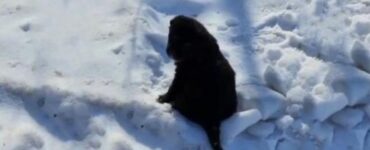 cucciolo slavato dalla neve