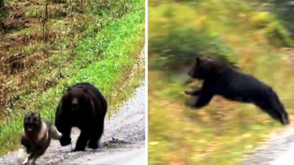 orso arrabbiato e il cane