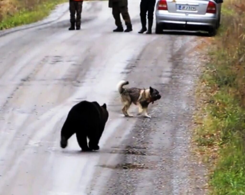 orso insegue il cane