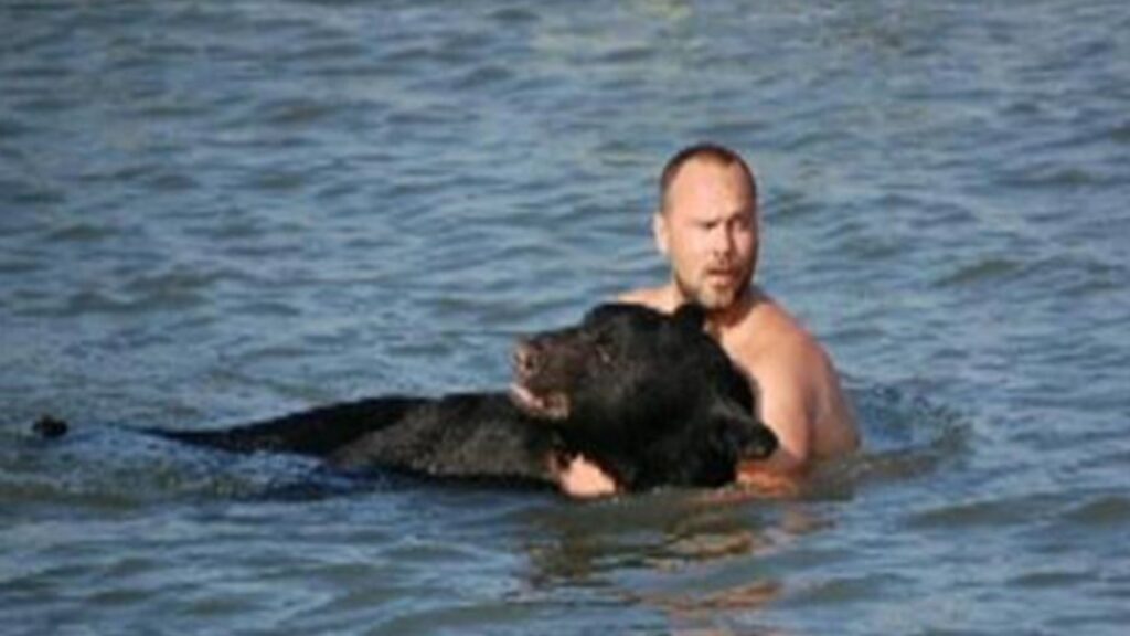 Orso in difficoltà in un lago