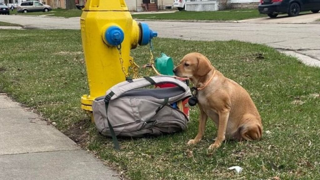 Cagnolina viene lasciata legata a un idrante