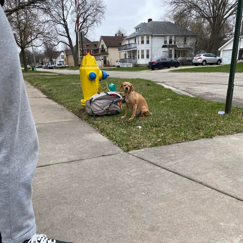 Il cane viene salvato da un rifugio