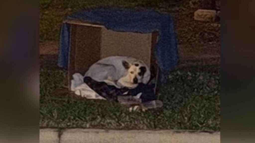 Persone salvano un cane abbandonato