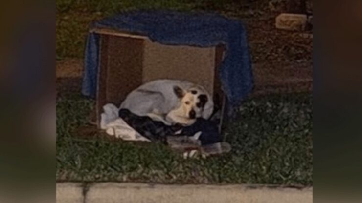 Persone salvano un cane abbandonato