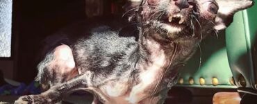 piccola cagnolina occhi