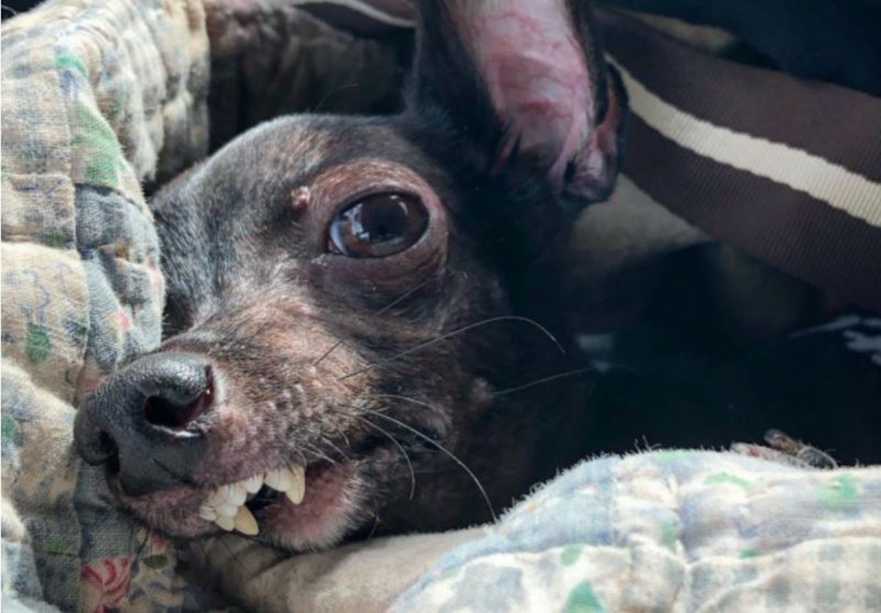 piccola cagnolina denti