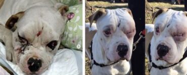 pitbull attaccato ferita