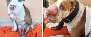 pitbull paralizzato sguardo